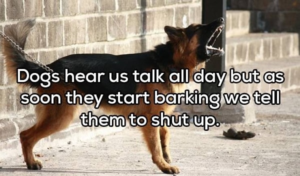 2. "Собаки слушают нас целый день, но как только они начинают гавкать, мы говорим им замолчать"