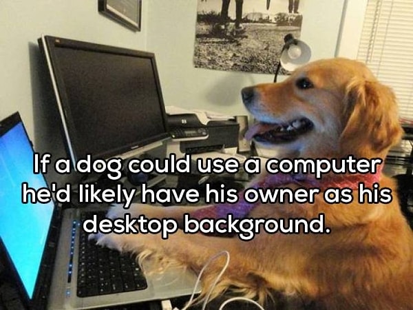 3. "Если бы у песиков были свой компьютеры, они бы точно ставили фотку хозяина на рабочий стол"