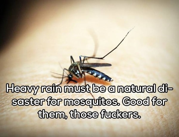 6. "Сильный дождь - это настоящая катастрофа для комаров. Так им и надо!"