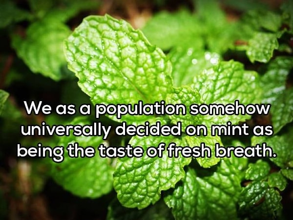 9. "Наш мир просто решил, что свежее дыхание пахнет мятой. Так это и прижилось!"