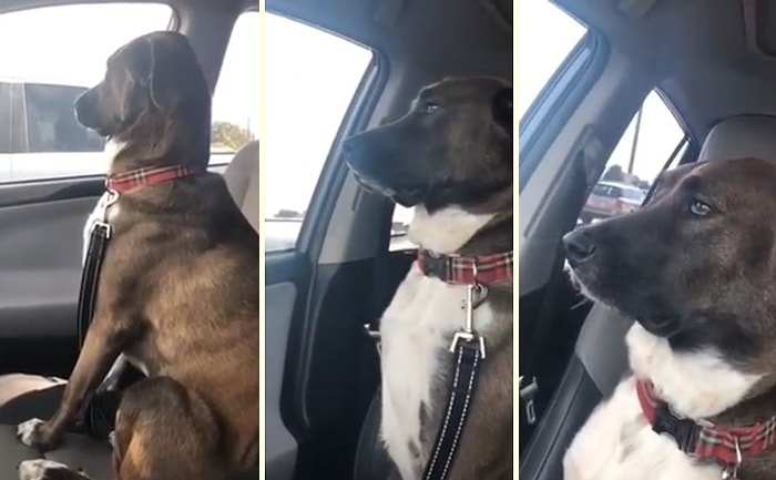 Бесценная реакция пса, который обиделся на хозяйку за поход к зубному