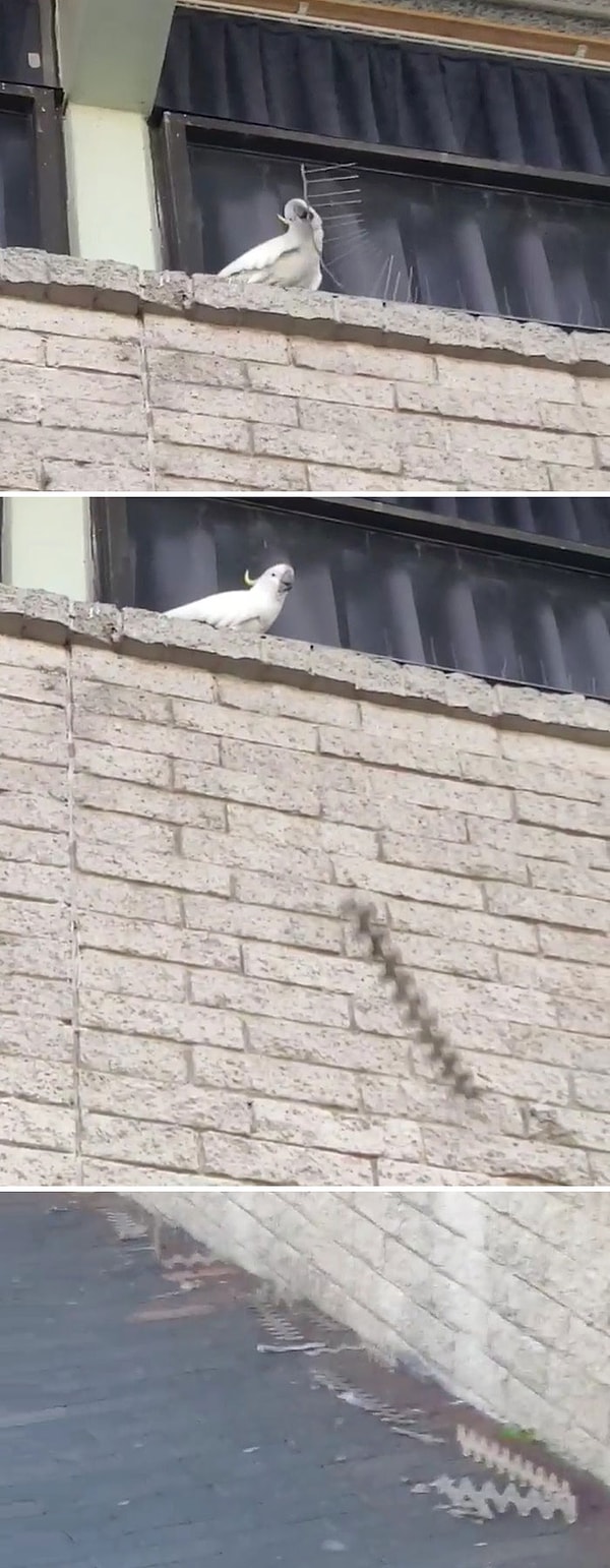 1. Злой какаду срывает шипы против птиц и бросает их на землю