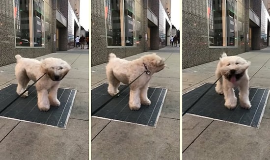 Serinlemek İçin Mükemmel Bir Yol Bulan Zeki Köpek