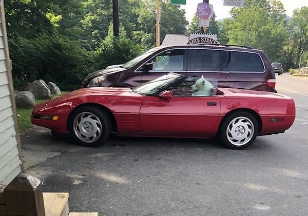 9. "Как же долго эта Мурка собирается..."