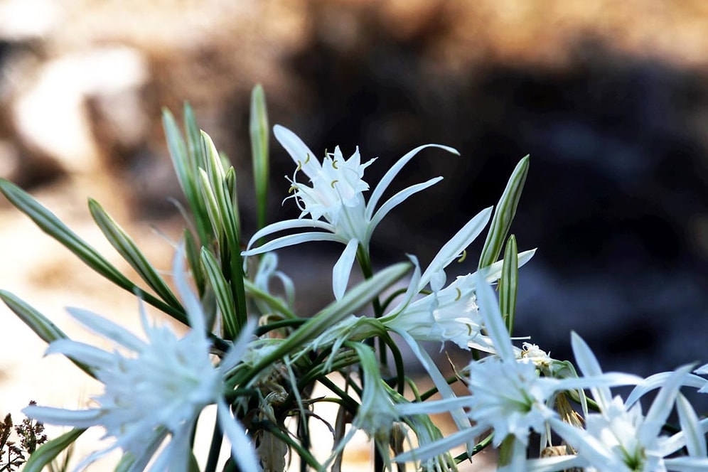 Tükenme Tehlikesi ile Karşı Karşıya: Kum Zambağını Koparana 48 bin 625 Lira Ceza