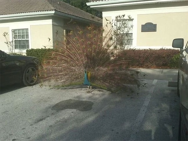 25. Эта морда захватила лучшее парковочное место сегодня