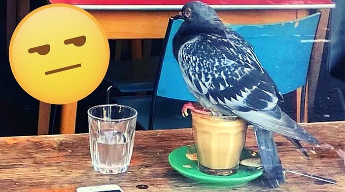 50 cлучаев, когда птицы повели себя как самые настоящие засранцы