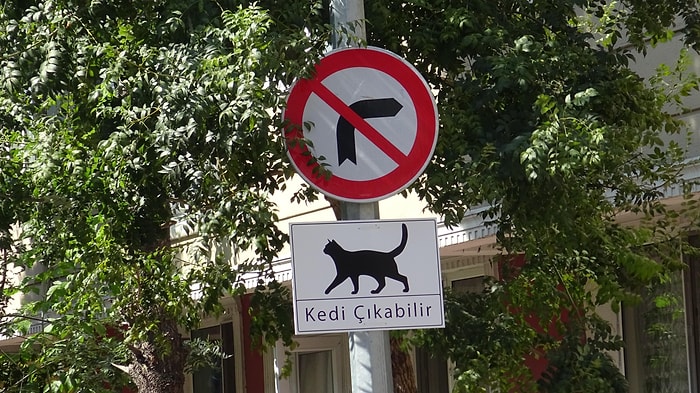 Dikkat Kedi Çıkabilir! Avcılar'da Sokaktaki Dostlarımız Araç Altında Kalmasın Diye Tabela Asıldı