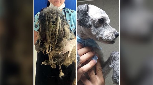 Hayvanseverler tarafından barınakta fark edilen köpeğin tüyleri aşırı uzamış ve keçelenmiş bir şekildeydi.