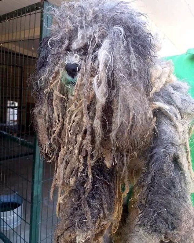 Akhisar'daki barınakta geçici tutulan, tüylerinin keçeleşmesi nedeniyle görünmez hale gelen ve sokağa atıldığı düşünülen köpek, hayvanseverler tarafından bulundu. Köpeğin halini görünce bakımını üstlenen hayvanseverler, HipDer'e haber verdi.