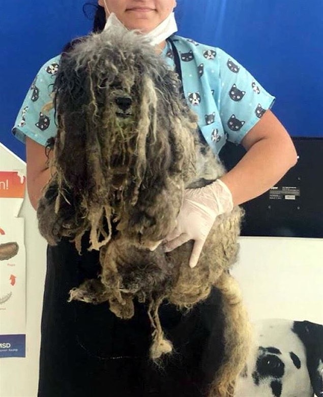 Bunun üzerine dernek üyeleri, köpeği İzmir'in Bornova ilçesindeki veterinere götürerek, tüylerinin tıraş edilmesini sağladı. Kat kat tüyler tıraş edilince altından 3 yaşında erkek terrier çıktı.