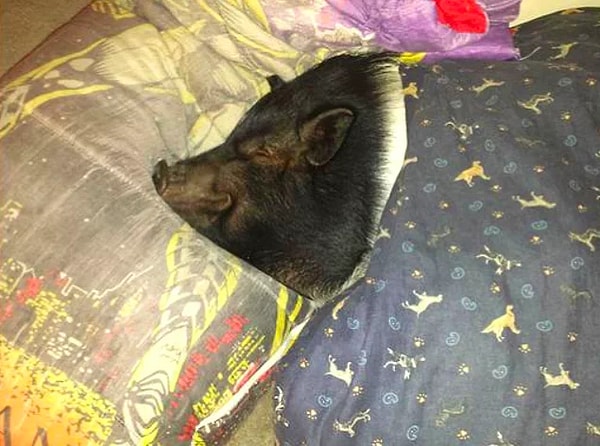 39. Женщина попросила номер с двумя отдельными кроватями: одну для неё, а вторую для её свинки