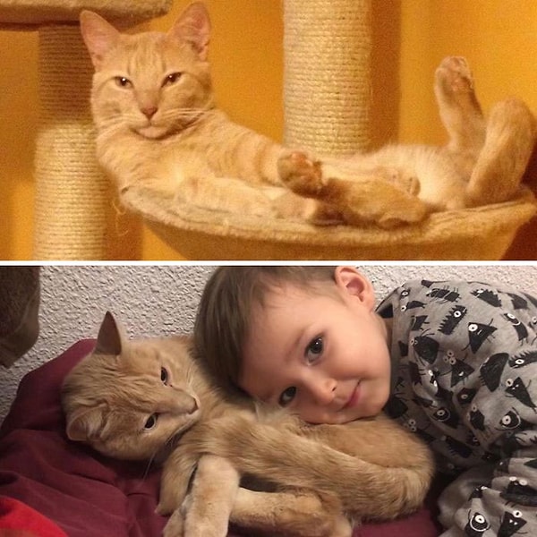 18. Даже у кота жизнь поменялась на 180 градусов