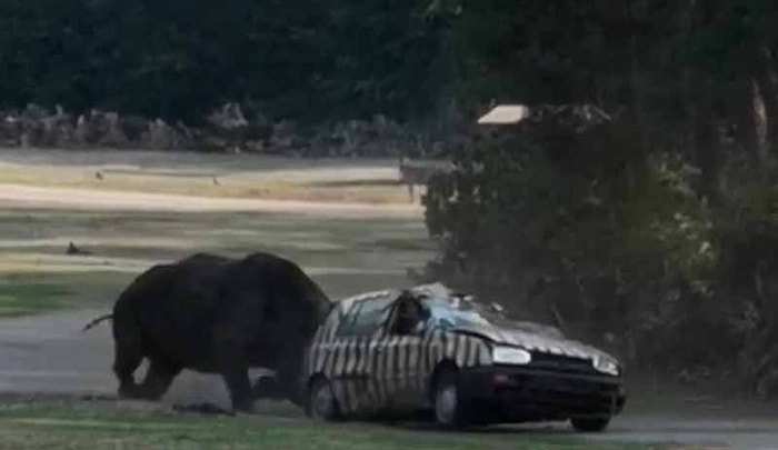 Almanya'da Bir Hayvanat Bahçesindeki Gergedan, Eğitmenin Aracını Hurdaya Çevirdi!