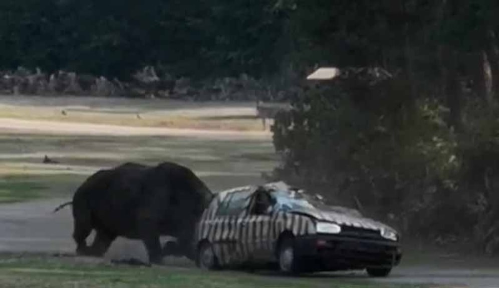 Almanya'da Bir Hayvanat Bahçesindeki Gergedan, Eğitmenin Aracını Hurdaya Çevirdi!
