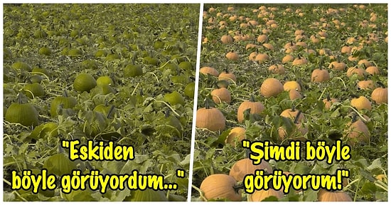 Dünyaya Bir de Bu Gözle Bakın! Renk Körü Vincent Fiorentini, Göremediği Renkler İçin Telefon Uygulaması Oluşturdu