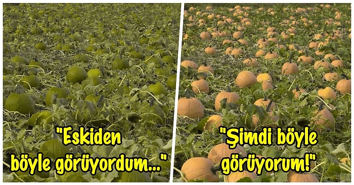 Dünyaya Bir de Bu Gözle Bakın! Renk Körü Vincent Fiorentini, Göremediği Renkler İçin Telefon Uygulaması Oluşturdu