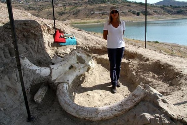 Dünyanın en büyük fosillerinden biri