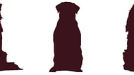 Silüetleri Verilen Bu Köpeklerin Cinsini Bilebilecek misin?