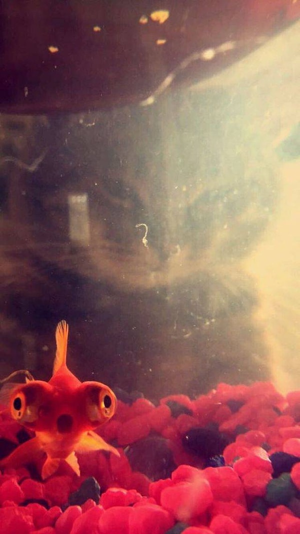 5. Глазной контакт рыбки с кошкой не предвещает ничего хорошего, и рыбка, похоже, в курсе