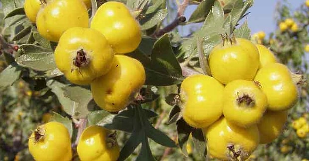 Alıç