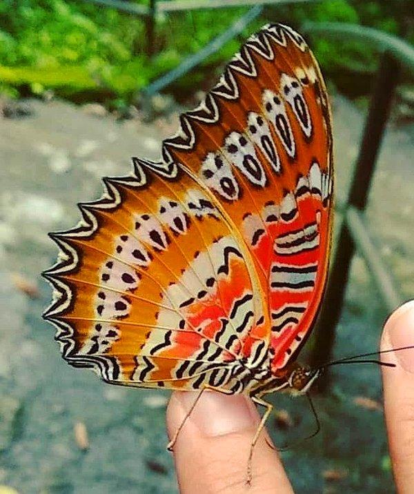 9. Hindistan'da bulunan bu kelebeğin kanatlarındaki desen sizce de Çığlık maskesine benzemiyor mu?