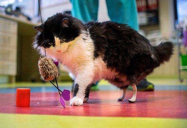 8. Bu evsiz kediye bir araba çarptı ve 2 bacağını kaybetti. Bir Bulgar cerrah kediyi ameliyat etti ve ona yeni bacaklarıyla tekrar yürüme şansı verdi.