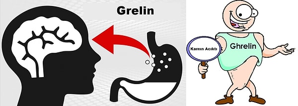 "Acıktım hormonu" olarak da adlandırılan Grelin hormonu midede üretiliyor ve beyninize vücudunuzun yiyecek ve şeker deposunun düşük olduğunu gösteriyor.