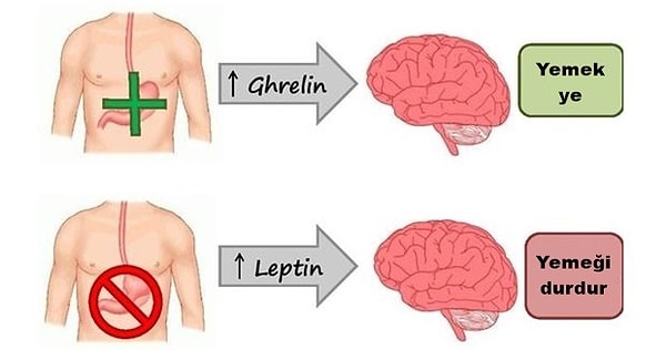 Açlıkla ilgili üzerinde en çok durulanlar grelin ve leptin hormonları.