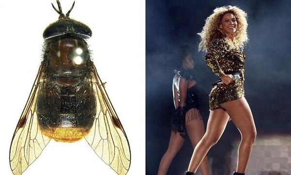 4. Beyoncé boşuna 'kraliçe' olarak anılmıyor: Başkaları ödül peşinde koşarken o kendi adını taşıyan bir böcek türüne sahip. Avustralya'da 2012 yılında keşfedilen bir at sineği türüne şarkıcıdan esinlenilerek "scaptia beyoncea" adı verildi.