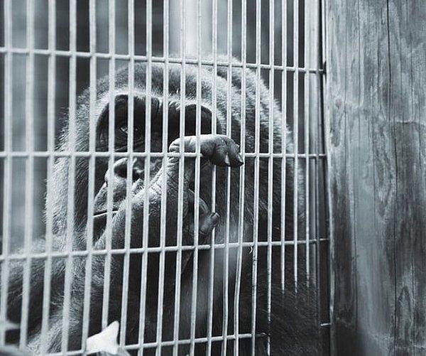 Kafesleri ne kadar iyi olursa olsun kafeste tutulan hayvanlar sıkılıcaktır.