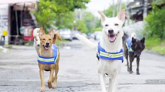 Engelli Köpekler ve Konuşma Engelli İnsanlar İçin Faydalı Olabilir:  Köpekler İçin Üretilen Akıllı Yelek