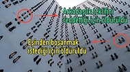 Utanç Tablomuz: 2018'de Öldürülen Kadınların Anısına 440 Çift Ayakkabıyı Duvarda Sergileyen Sanatçı