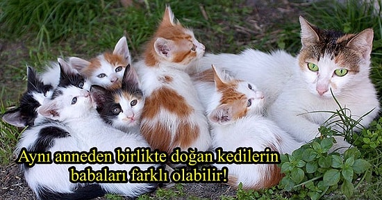 Acayip Bilgiler Kuşağında Bu Hafta: Anlamsızlıklarıyla Beyninizden Duman Çıkaracak 15 Garip Gerçek