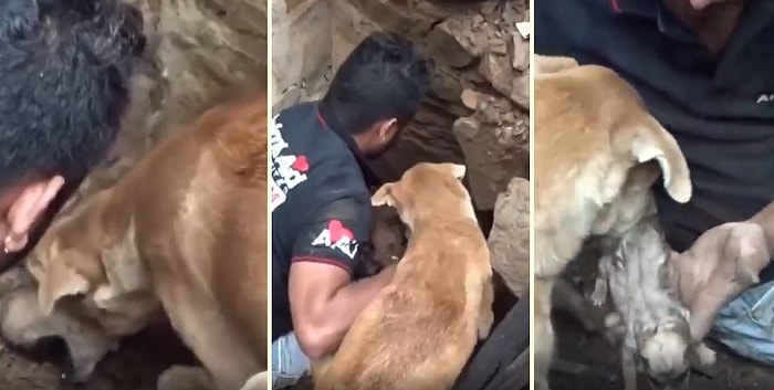 Çöken Evin Enkazında Kalan Yavruları İçin Görevlilerle Birlikte Seferber Olan Anne Köpek!