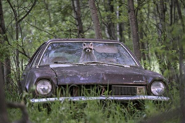 1. Kanada’nın Saskatchewan eyaletinde bir rakun terk edilmiş bir çiftlikteki 1970 model Ford Pinto’dan dışarı bakıyor.