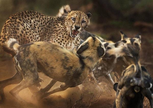 5. Güney Afrika’nın KwaZulu-Natal vilayetindeki Zimanga isimli vahşi hayvanların doğal yaşamlarını devam ettirdiği özel alanda, nadiren görülebilecek şekilde, yalnız bir çita Afrika vahşi köpeklerinin saldırısına uğruyor.