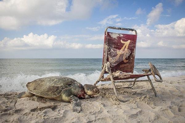 6. Alabama eyaletindeki Bon Secour Ulusal Yaban Hayati Korunağı’nın kirlenmiş sahilinde kemp’s ridley deniz kaplumbağasının boynuna olta malzemesi dolanmış halde yakalandı.
