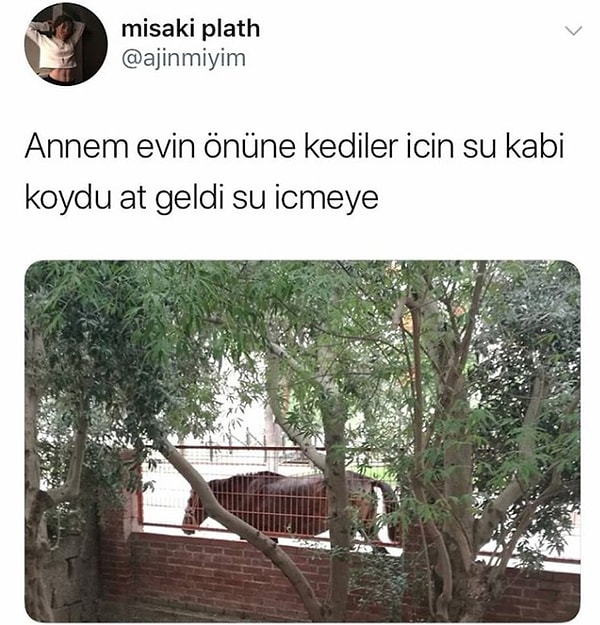 1. Evin önüne bir kap su koyun, atları sevindirin.