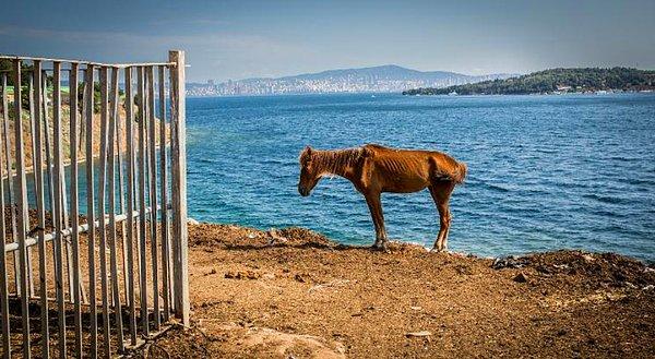 İstanbul Adalar’da tüm tepkilere rağmen faytonlarda çalıştırılan atların ölümleri devam ediyor.