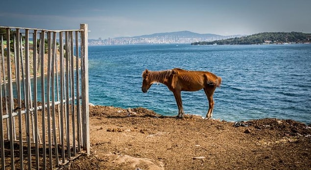 İstanbul Adalar’da tüm tepkilere rağmen faytonlarda çalıştırılan atların ölümleri devam ediyor.