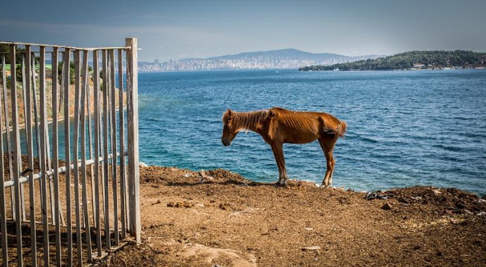 Belediye Hâlâ Çözüm Bulmadı: 2019'un Başından Bu Yana Adalar'da 170 At Yaşamını Yitirdi