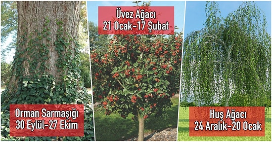 Kelt Mitolojisine Göre Ağaç Burcunuzu ve Burcunuza Ait Tüm Özellikleri Öğrenmek İster misiniz?