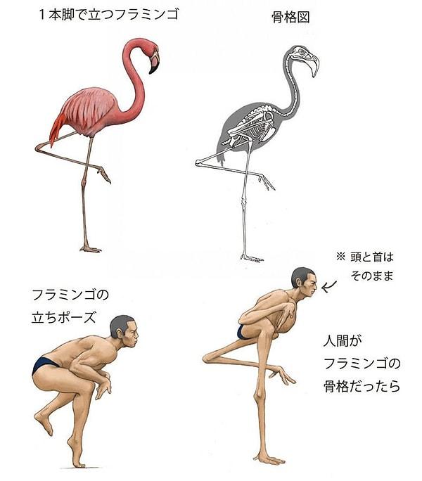 3. Flamingolar genellikle tek bacaklarının üstünde dururlar ve hatta bu şekilde uyurlar. Eğer insanlar flamingoların olağanüstü vücut şekline sahip olsalardı nasıl olurdu?