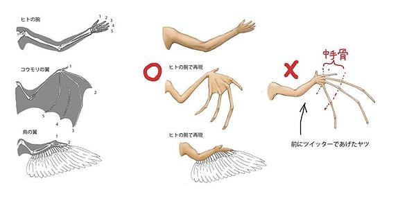 12. Yarasaların kanatlarının anatomisinde ellerinin arkasında bulunan metakarpal kemik aslında parmaklarının bir parçası. Eğer insan kollarının yapısı yarasalara ve kuşlara benzeseydi böyle görünecekti: