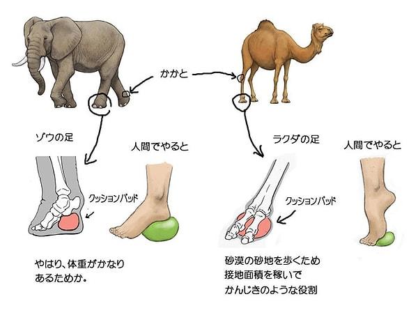 11. Filler ve develer çok büyük olmalarına rağmen parmak uçlarında duruyorlar, ancak ayak tabanlarında bulunan etli yastıksı dokudan destek alıyorlar. Eğer insanlarda da aynı yapı bulunsaydı ayaklarımızın duruşu ve yapısı bu şekilde olacaktı: