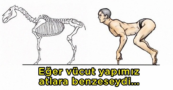 Japon Sanatçı Satoshi Kawasaki'nin İnsanlar ve Hayvanların İskelet Yapılarını Karşılaştırdığı İllüstrasyonlar Sizi Çok Şaşırtacak!