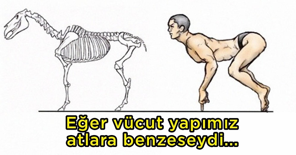 Japon Sanatçı Satoshi Kawasaki'nin İnsanlar ve Hayvanların İskelet Yapılarını Karşılaştırdığı İllüstrasyonlar Sizi Çok Şaşırtacak!