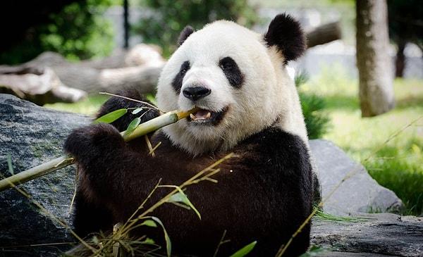 14. Pandalar aslında et yemek için gerekli her şeye sahiptirler fakat umami reseptörlerinin olduğu genleri kaybolduğu için etin tadını alamazlar, bu yüzden bambu yiyerek hayatlarına devam etmekten oldukça mutlulardır.