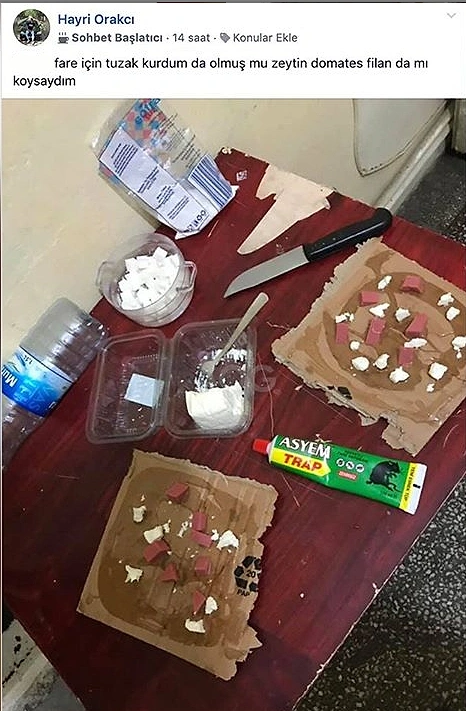 Ortaya söğüş.